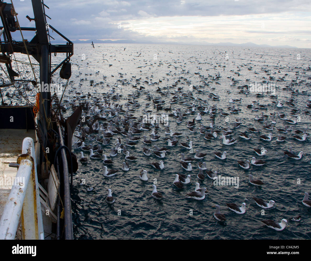 Un regard sur la vie en Nouvelle-Zélande: Oiseaux de mer se nourrissant autour d'un Trawler commercial. Banque D'Images