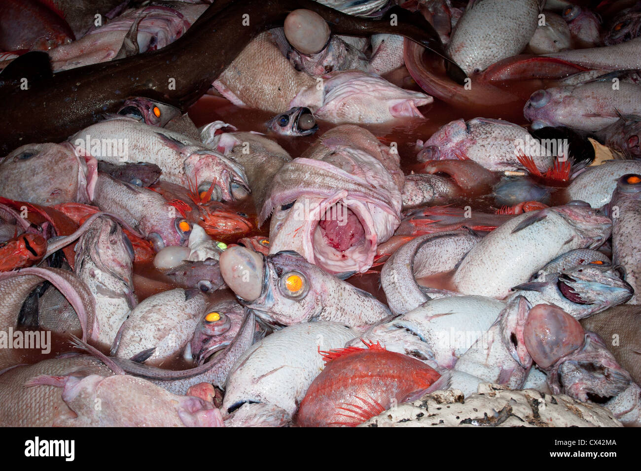Sac mixte fraîchement débarqué - y compris l'hoplostète orange - à partir d'un chalutage en haute mer. Banque D'Images