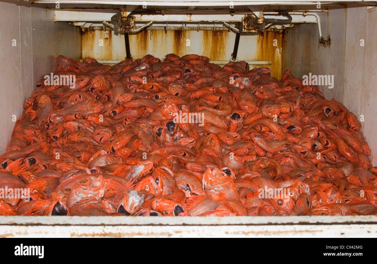 Débarqué fraîchement l'hoplostète orange (Hoplostethus atlanticus), à partir d'un chalutage en haute mer. Banque D'Images