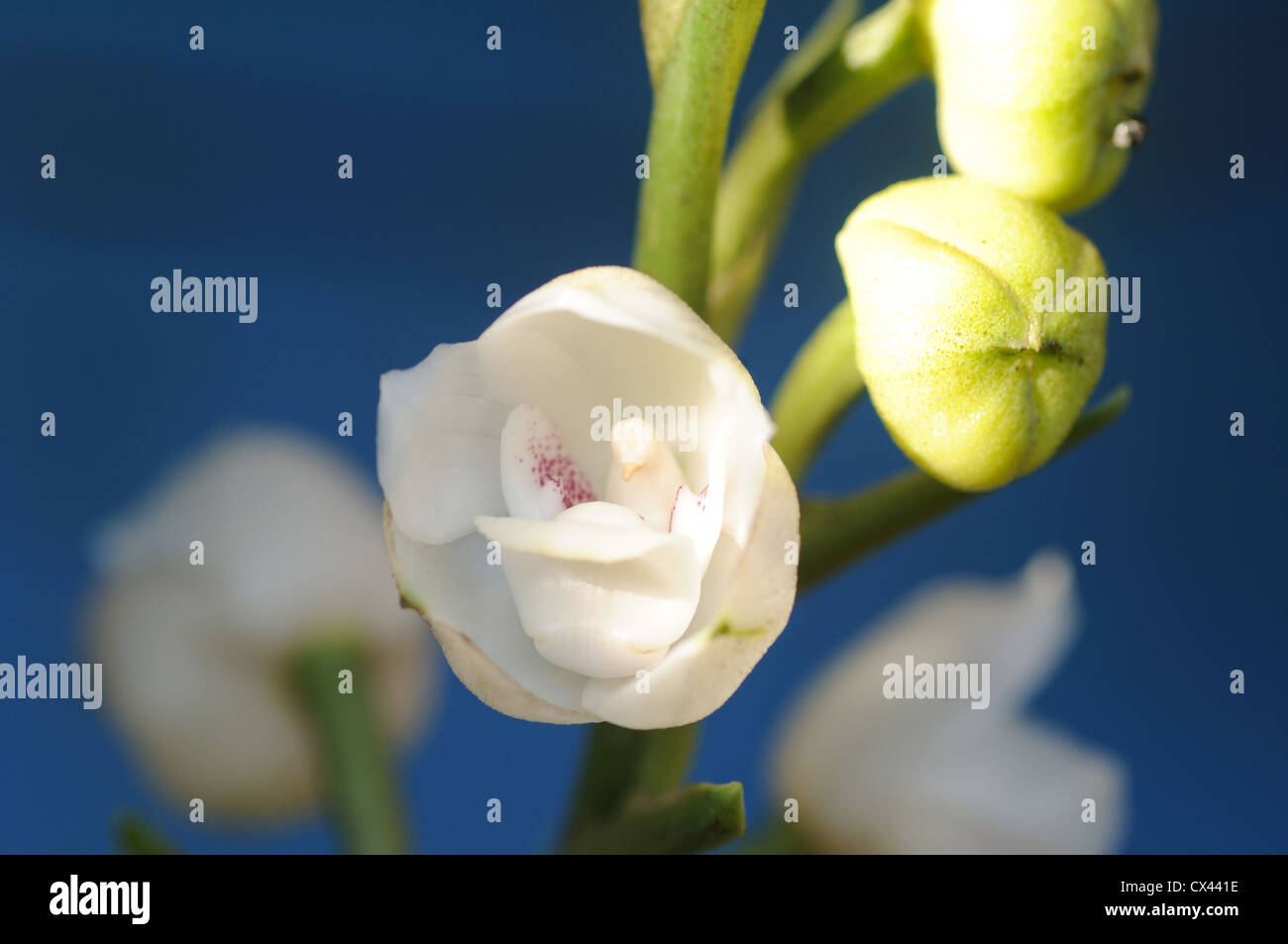 Orchidée fantôme saint Banque de photographies et d'images à haute  résolution - Alamy