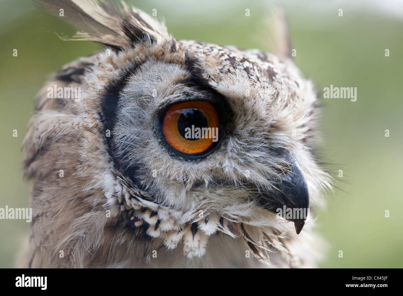 Bengal Eagle Owl Head shot Banque D'Images