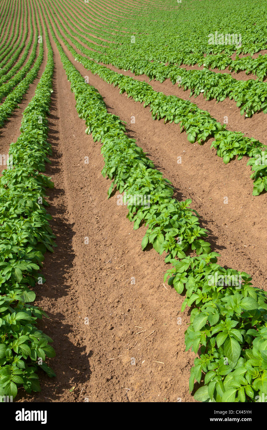 Les pommes de terre dans la zone striée. Sussex, UK. Mai. Banque D'Images