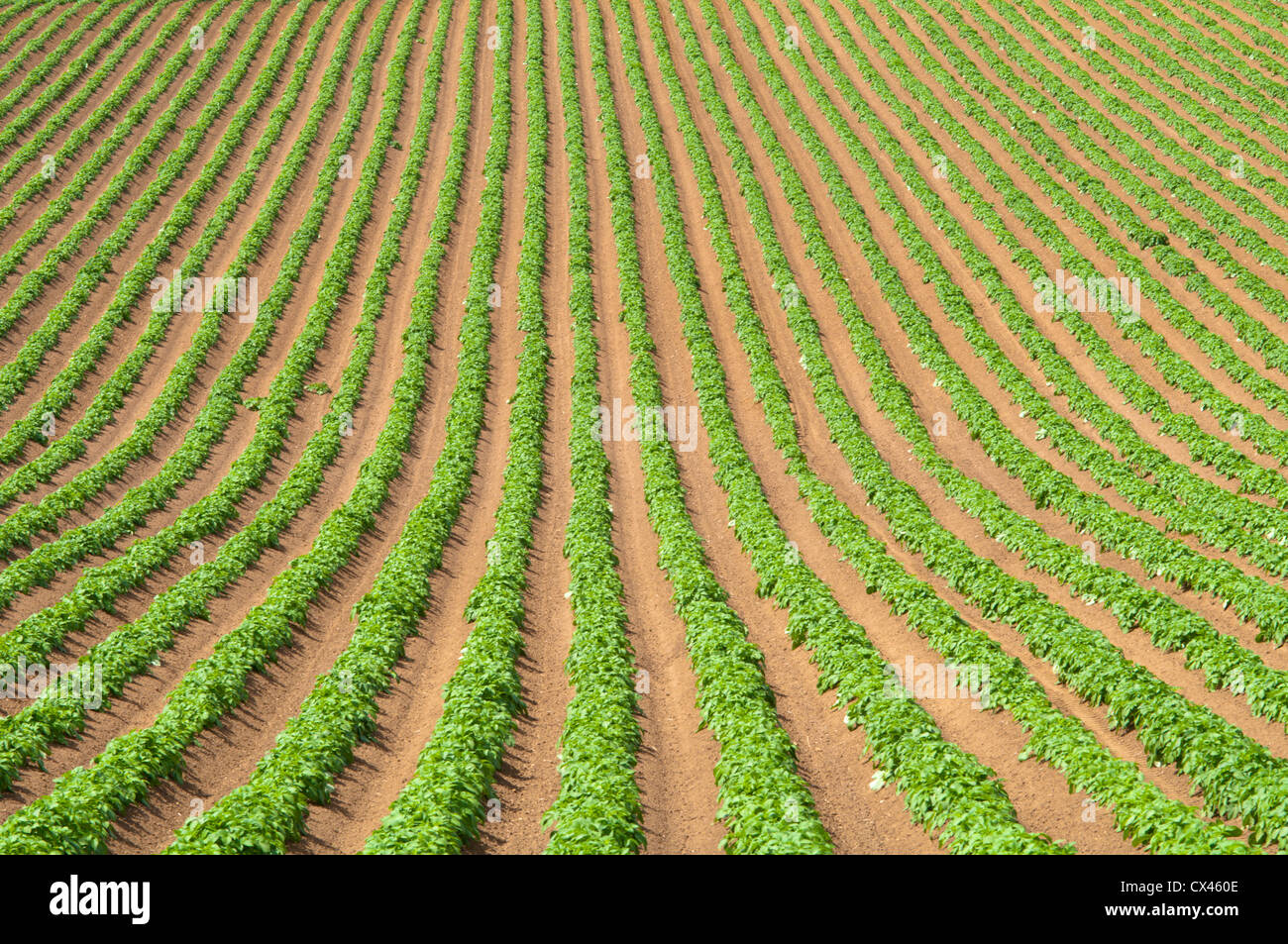 Les pommes de terre dans la zone striée. Sussex, UK. Mai. Banque D'Images