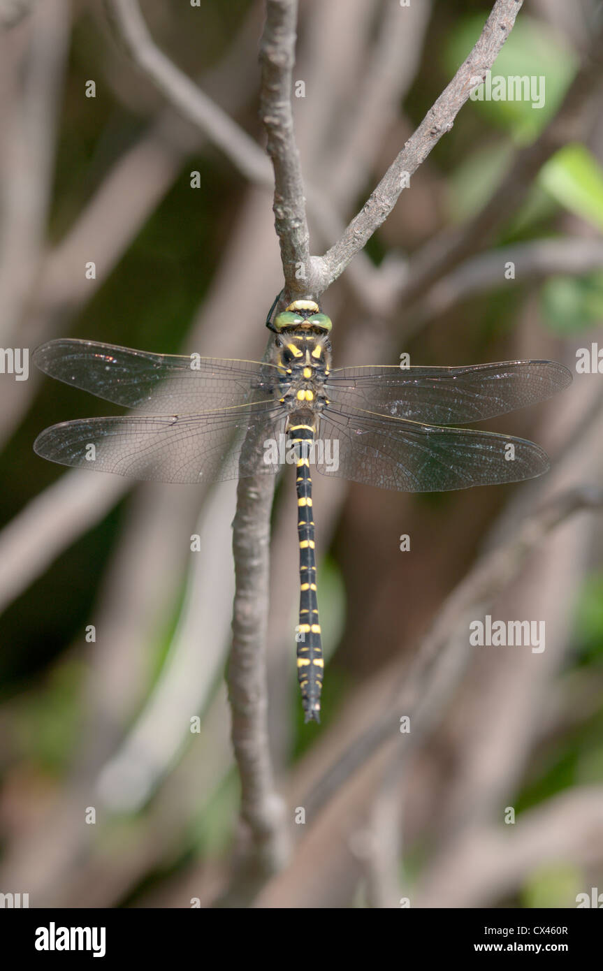 West Sussex, UK. Juillet. Golden-ringed Dragonfly (Cordulegaster boltonii) mâle. Banque D'Images