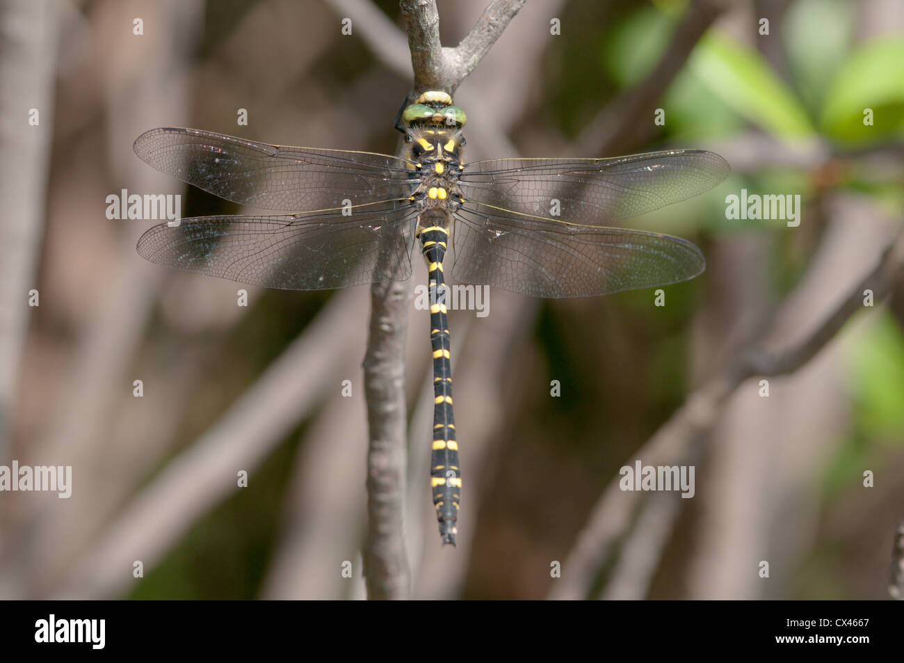 West Sussex, UK. Juillet. Golden-ringed Dragonfly (Cordulegaster boltonii) mâle. Banque D'Images