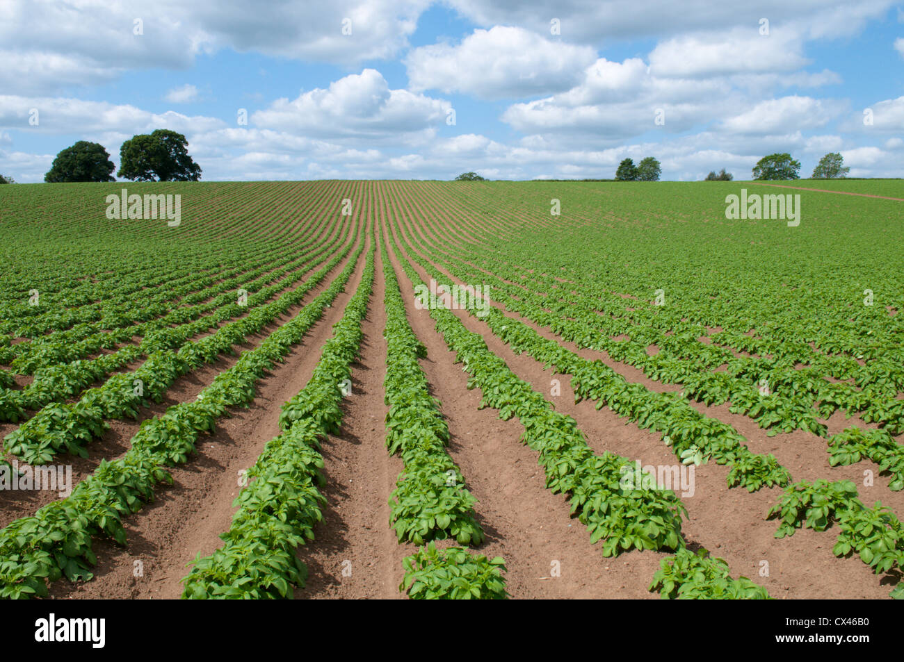 Les pommes de terre dans la zone striée. Sussex, UK. Mai. Banque D'Images