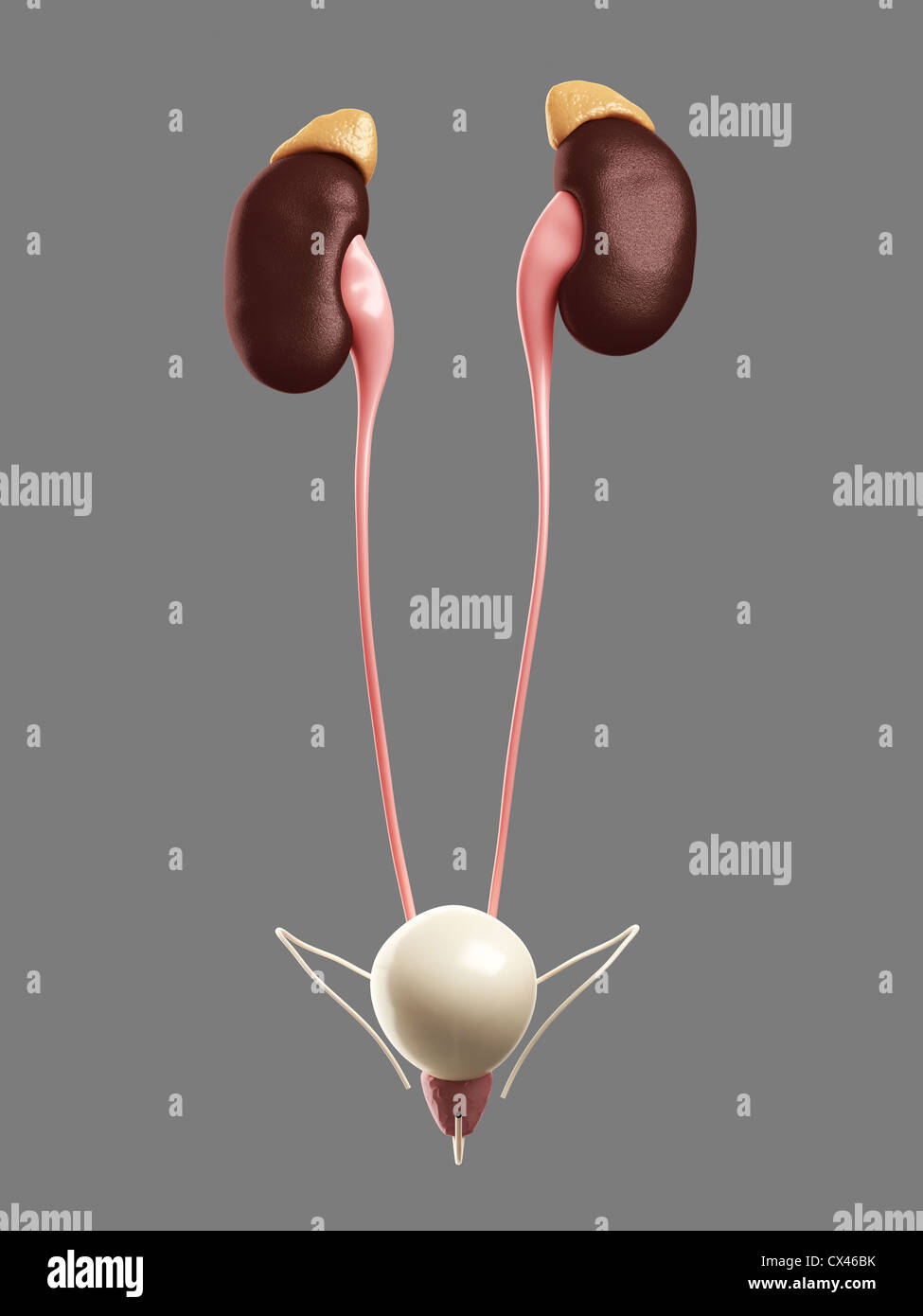 Illustration médicale en rendu 3D de l'appareil urinaire Banque D'Images
