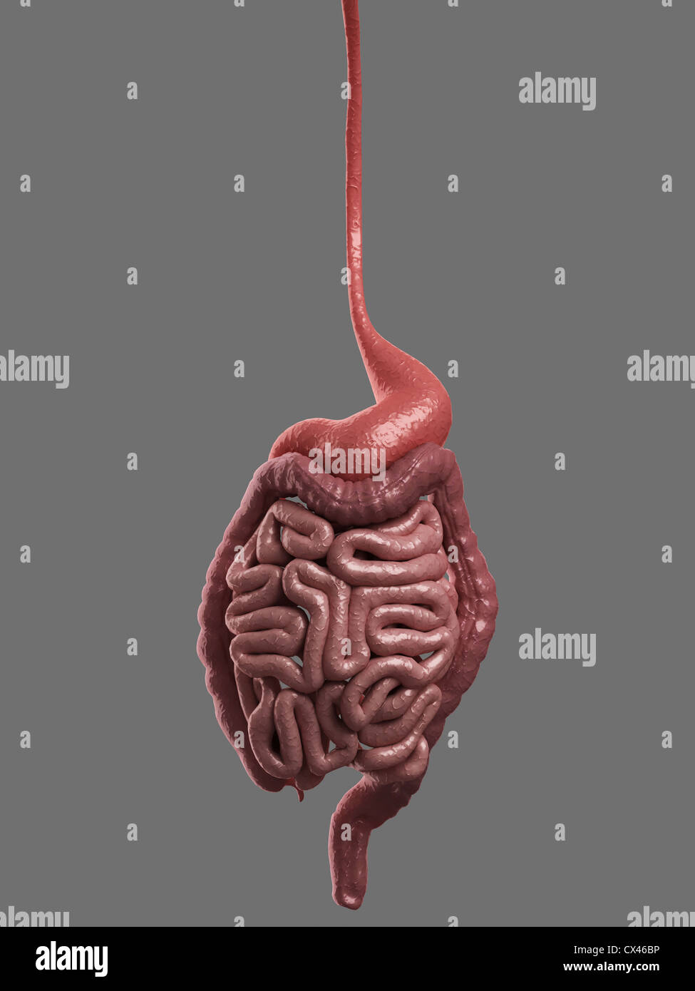 Illustration médicale en rendu 3D de l'appareil digestif Banque D'Images
