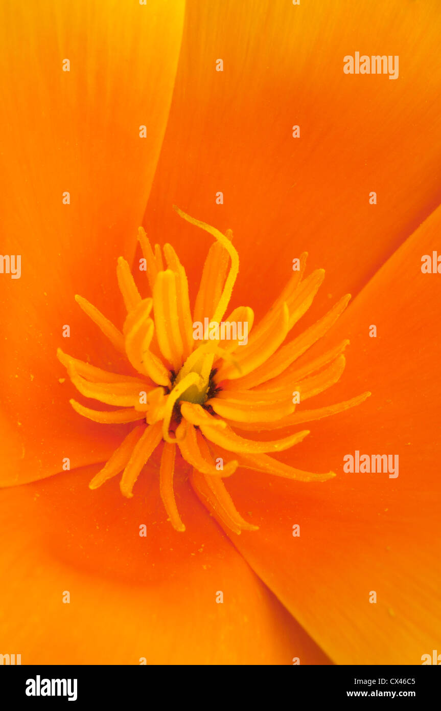 Pavot de californie Eschscholzia californica Juin. L'Angleterre. Banque D'Images