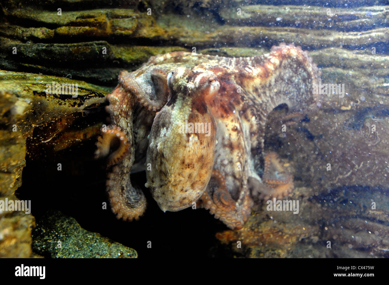 Octopus à Océanopolis,monde,mer,Brest Finistere,Bretagne,Bretagne,France Banque D'Images
