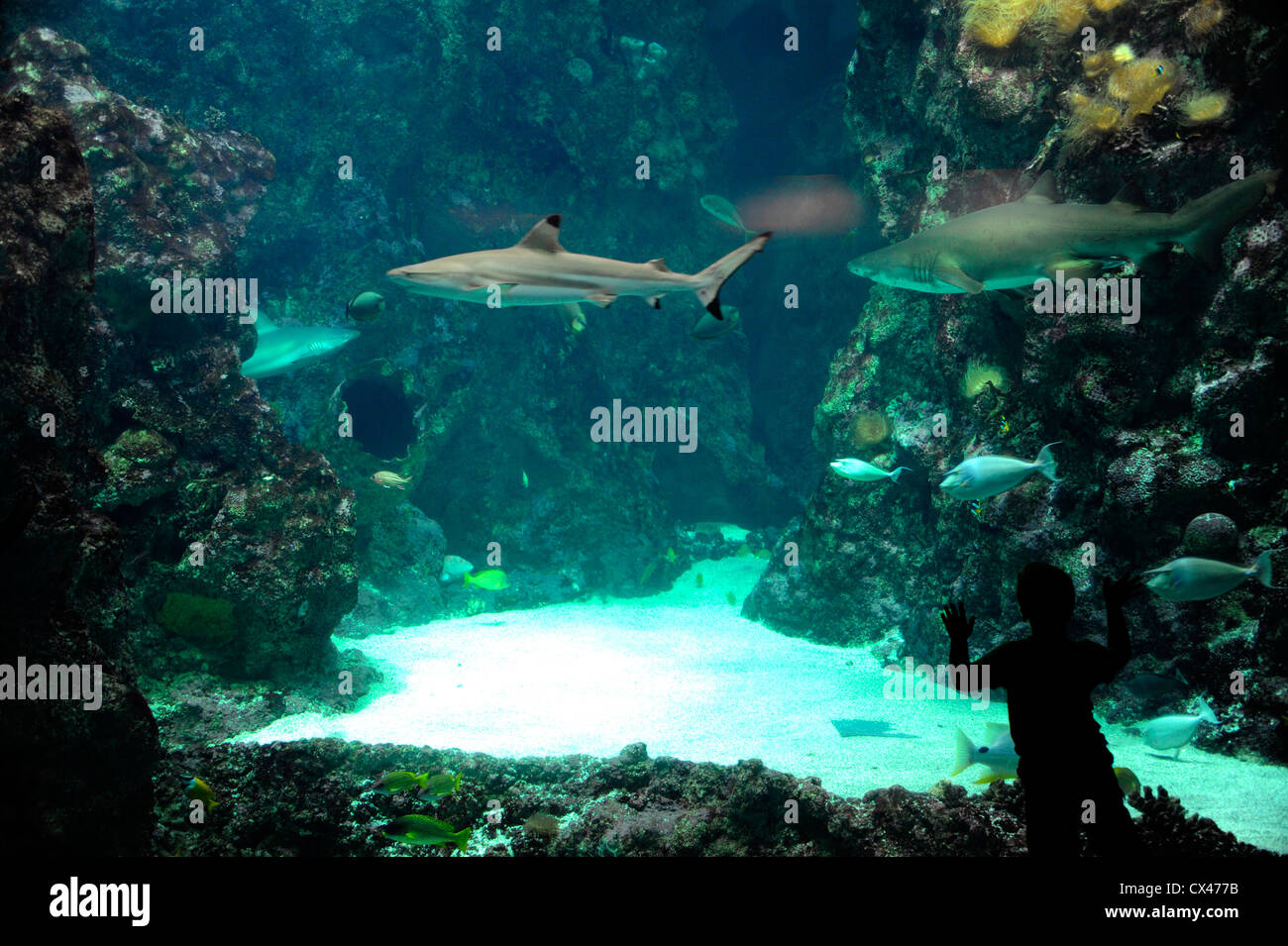 Aquarium des requins à Océanopolis,sea world,Brest Finistere,Bretagne,France,Bretagne, Banque D'Images