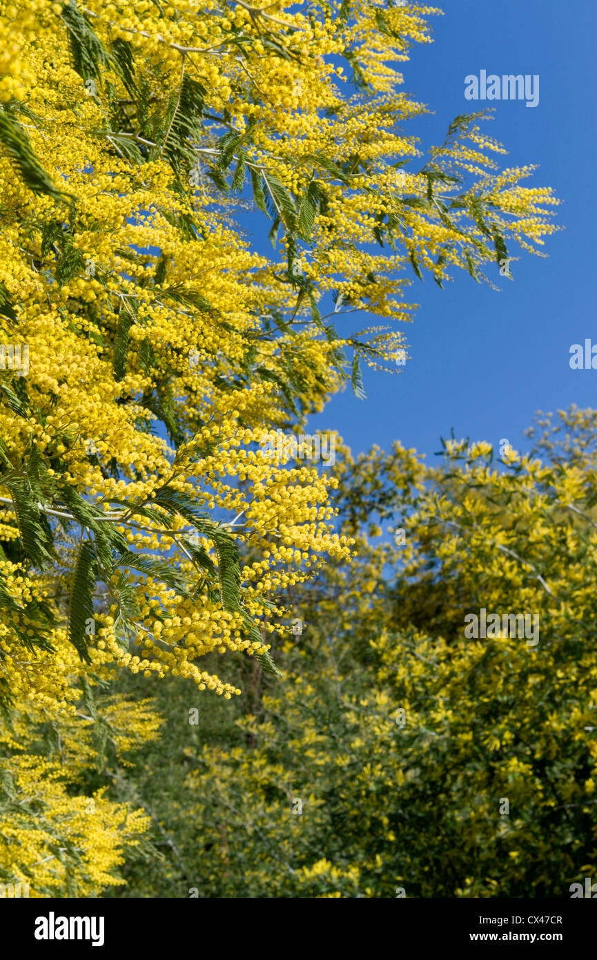 Le Portugal, l'Algarve, de mimosas en fleur sur la montagne de Monchique Banque D'Images