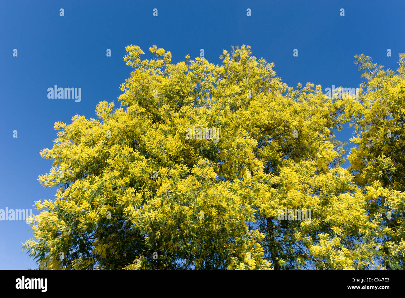 Le Portugal, l'Algarve, de mimosas en fleur sur la montagne de Monchique Banque D'Images