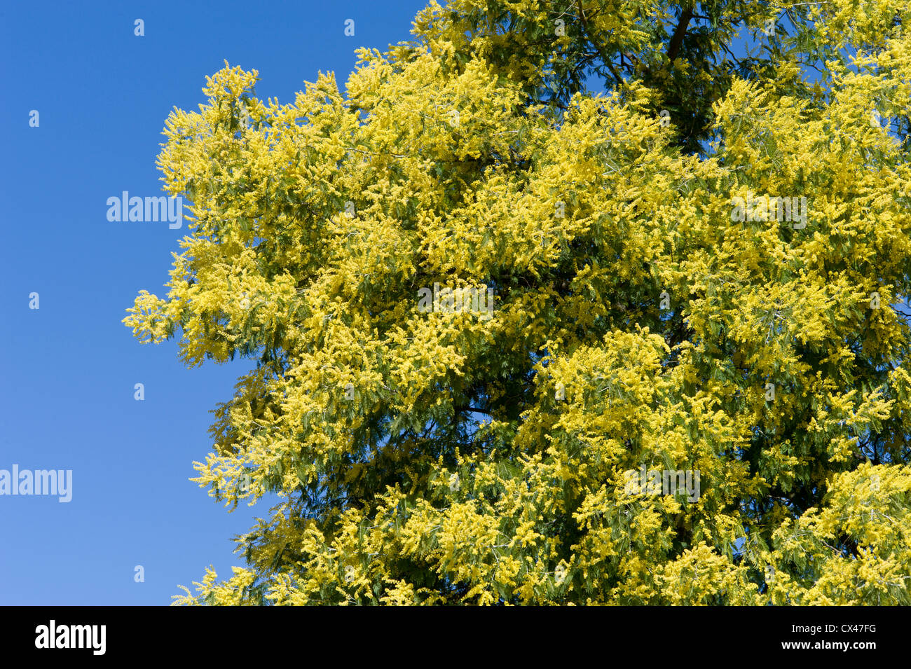 Le Portugal, l'Algarve, de mimosas en fleur sur la montagne de Monchique Banque D'Images