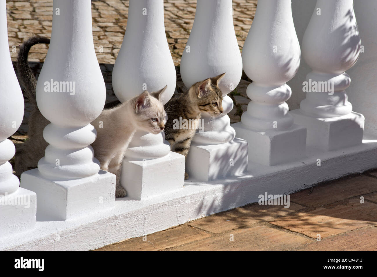 Deux chatons en lorgnant les balustrades au Portugal, l'Algarve Banque D'Images