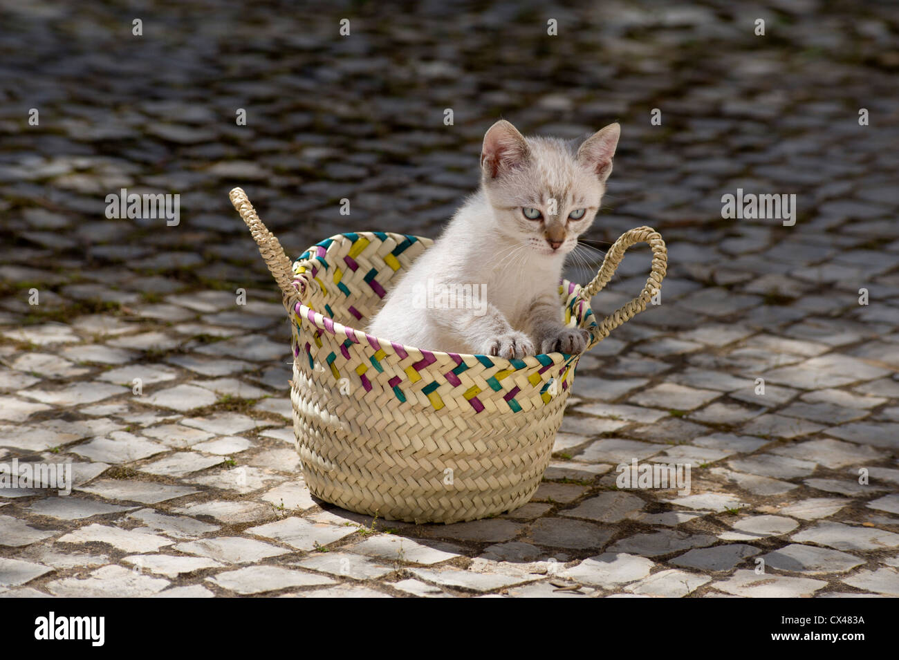 Un chaton dans un panier rustique au Portugal, l'Algarve Banque D'Images