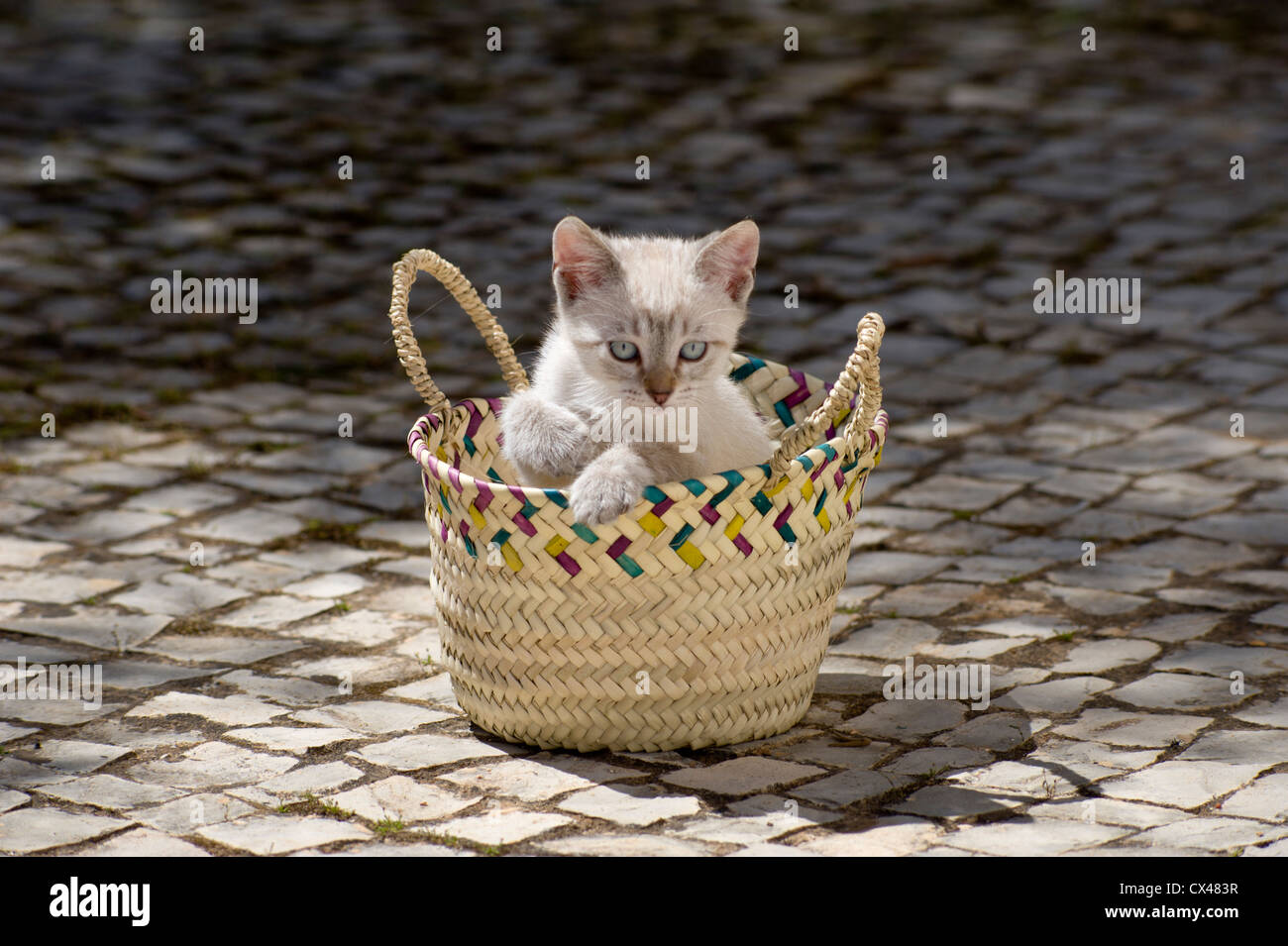 Un chaton dans un panier rustique Portugal sur pavés, l'Algarve Banque D'Images