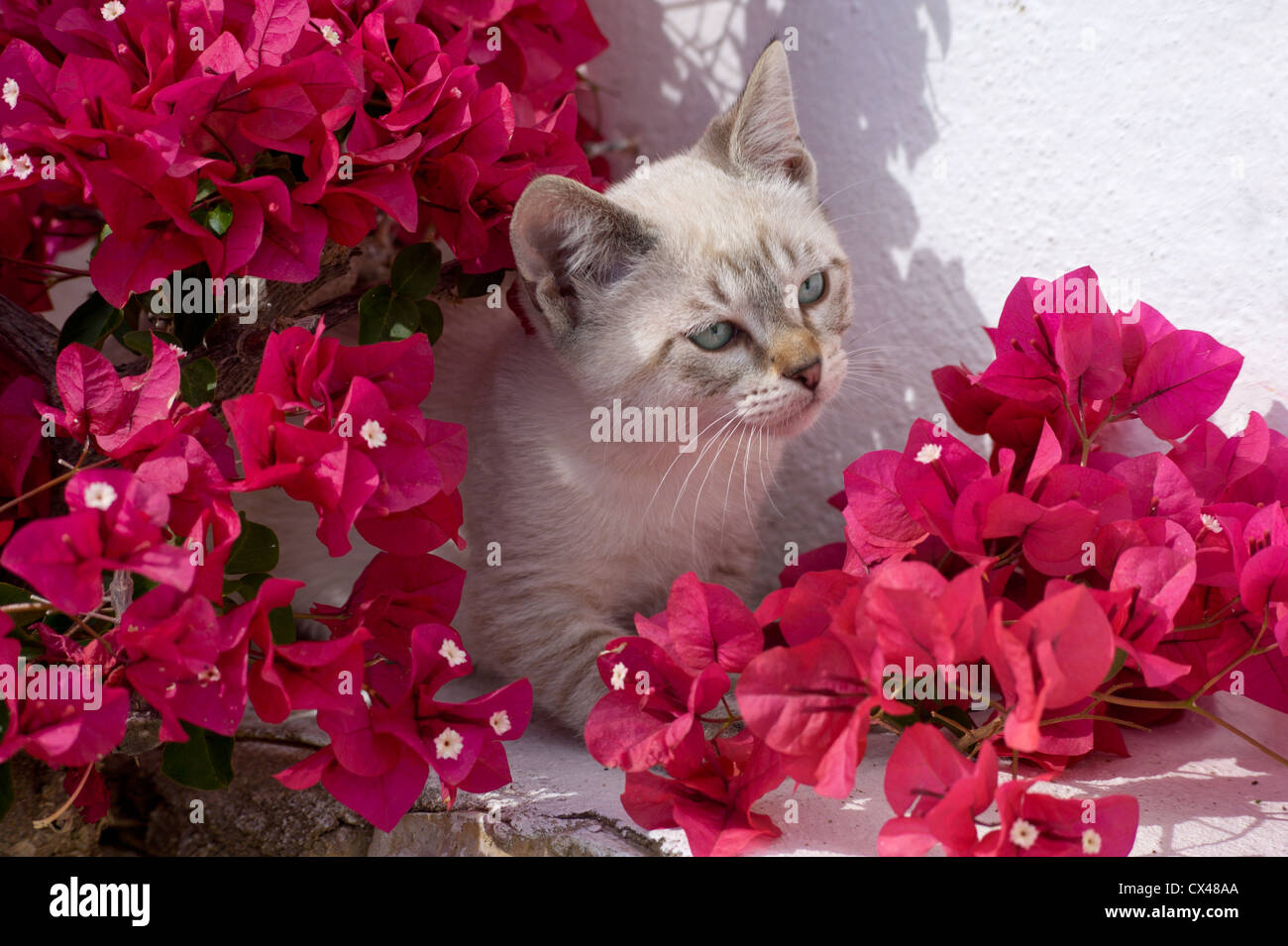 Un chaton se cachant parmi les fleurs de bougainvillées, de l'Algarve au Portugal Banque D'Images