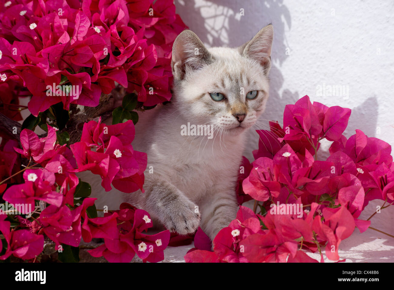 Un chaton se cachant parmi les fleurs de bougainvillées, de l'Algarve au Portugal Banque D'Images