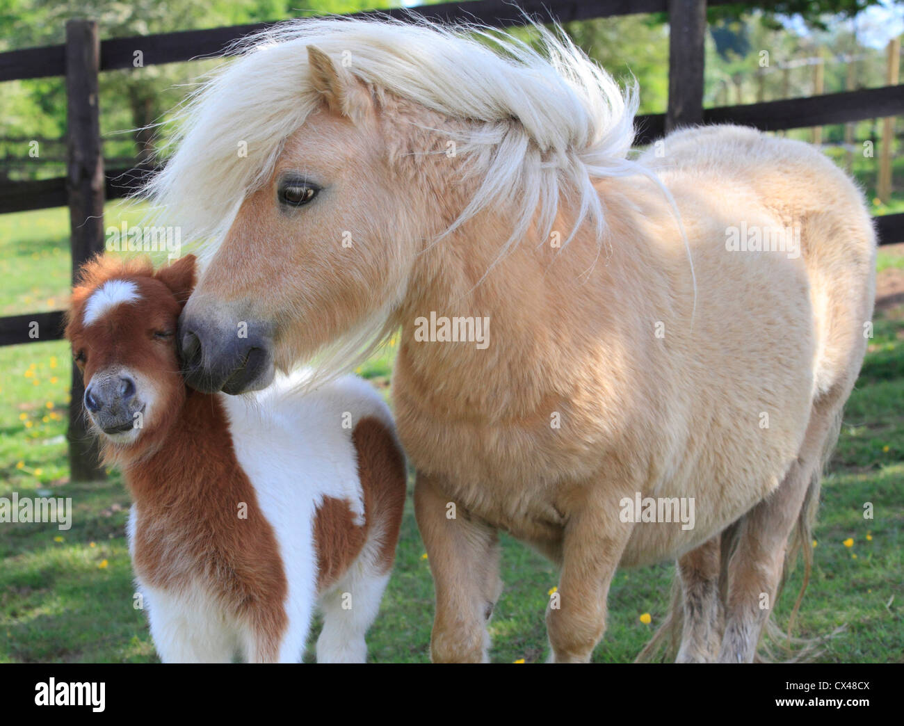 Poney Shetland Miniature Avec Son Nouveau Ne Poulain Worcestershire Angleterre Europe Photo Stock Alamy Poney Shetland Miniature Avec Son Nouveau Ne Poulain Worcestershire Angleterre Europe Photo Stock Alamy