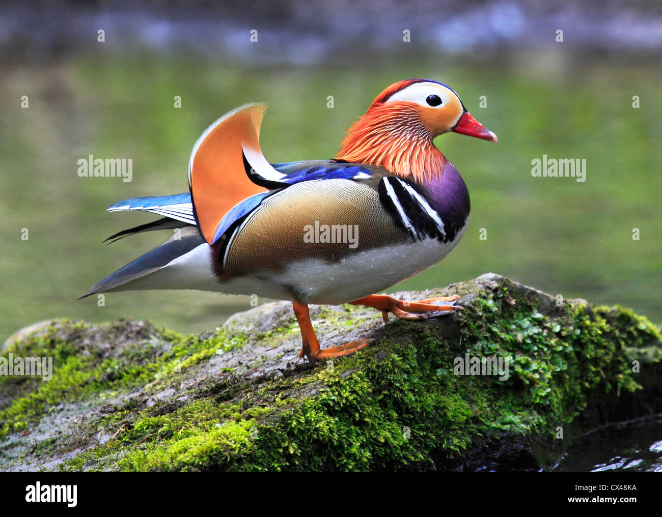Un Mandarin mâle sauvage (Aix galericulata) dans la forêt de Wyre, Worcestershire, Angleterre, Europe Banque D'Images