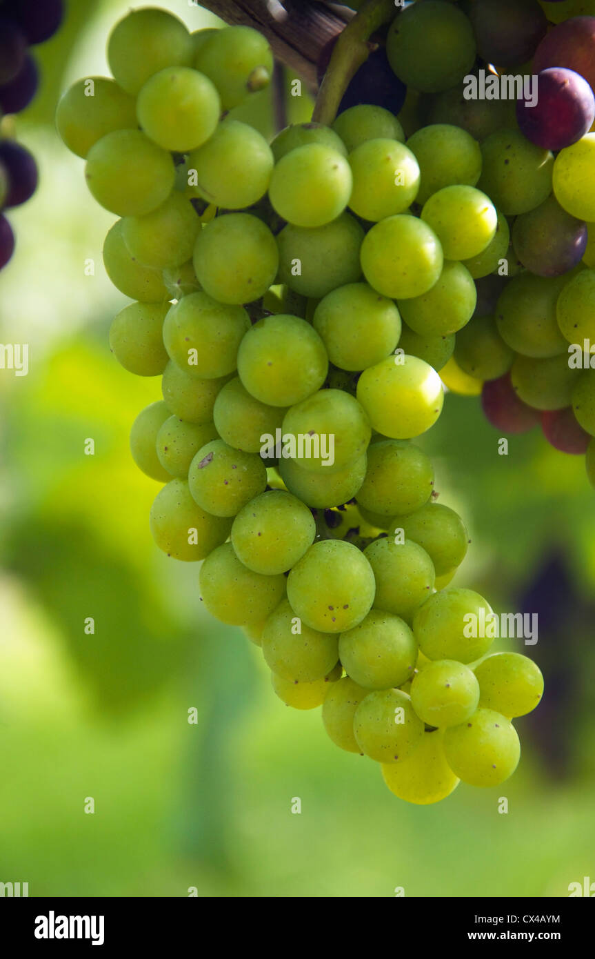 Vin Vert grappes suspendues sur la vigne Banque D'Images