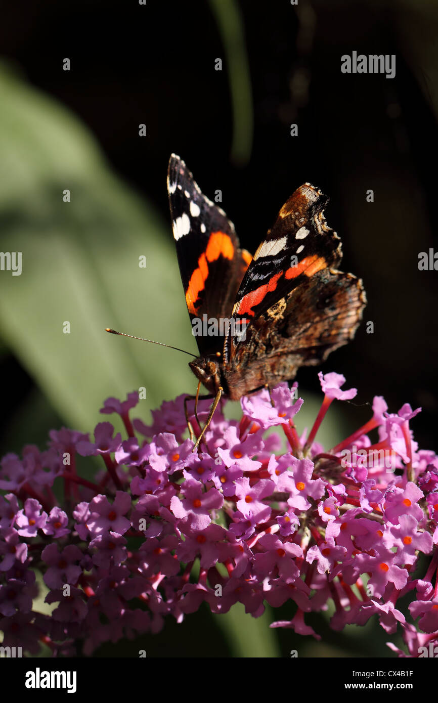 Papillon sur buddleia flower coloré Banque D'Images