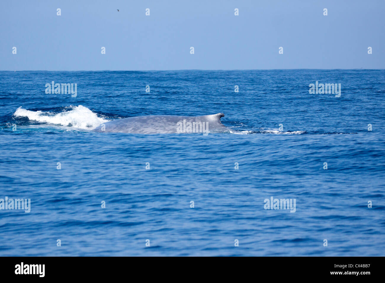 Rorqual bleu Balaenoptera musculus La Jolla, Californie, États-Unis 10 septembre sous des profils Balénoptéridés Banque D'Images