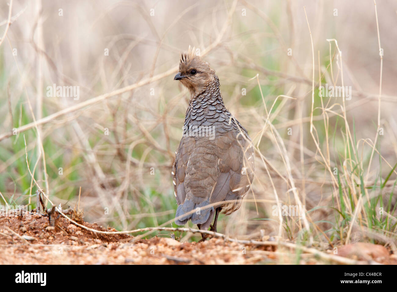 Cailles à l'échelle Callipepla squamata Sulphur Springs Valley, Comté de Cochise, Arizona, United States 4 septembre des profils Phasianidae Banque D'Images