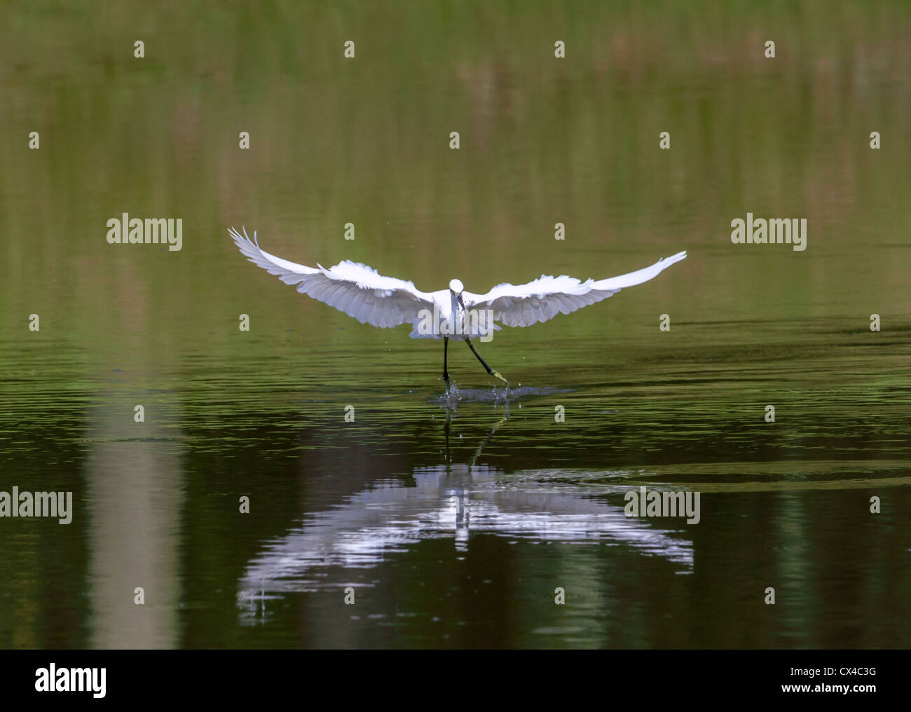 Dancing Aigrette neigeuse (Egretta thula) Banque D'Images