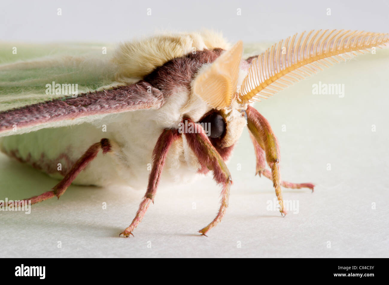 Close up plan macro sur le visage d'une Luna Moth (Actias luna) Banque D'Images