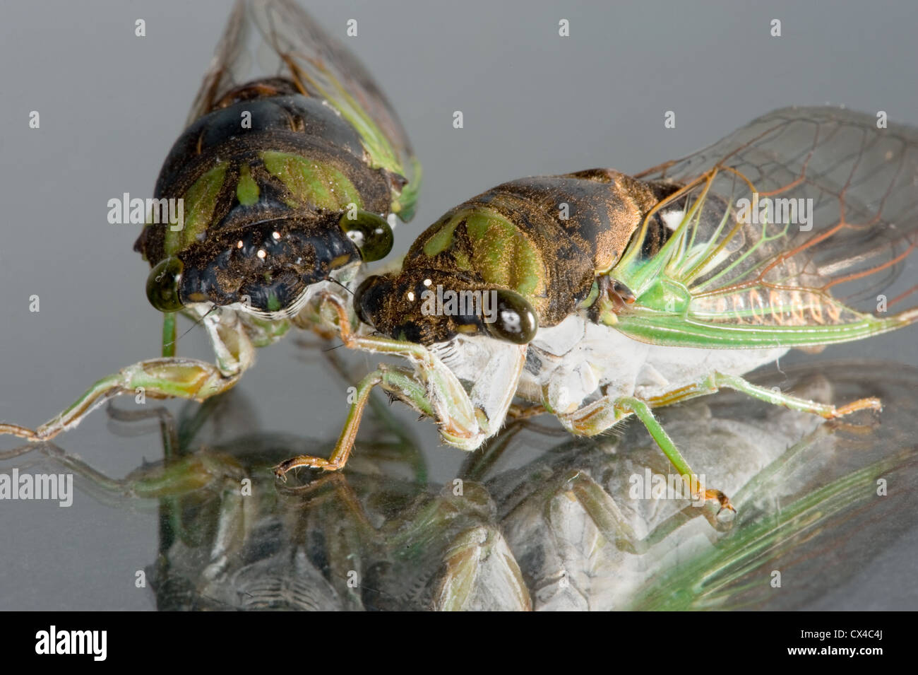 Deux gros vert, brun et blanc, cigales sur une surface réfléchissante. Banque D'Images