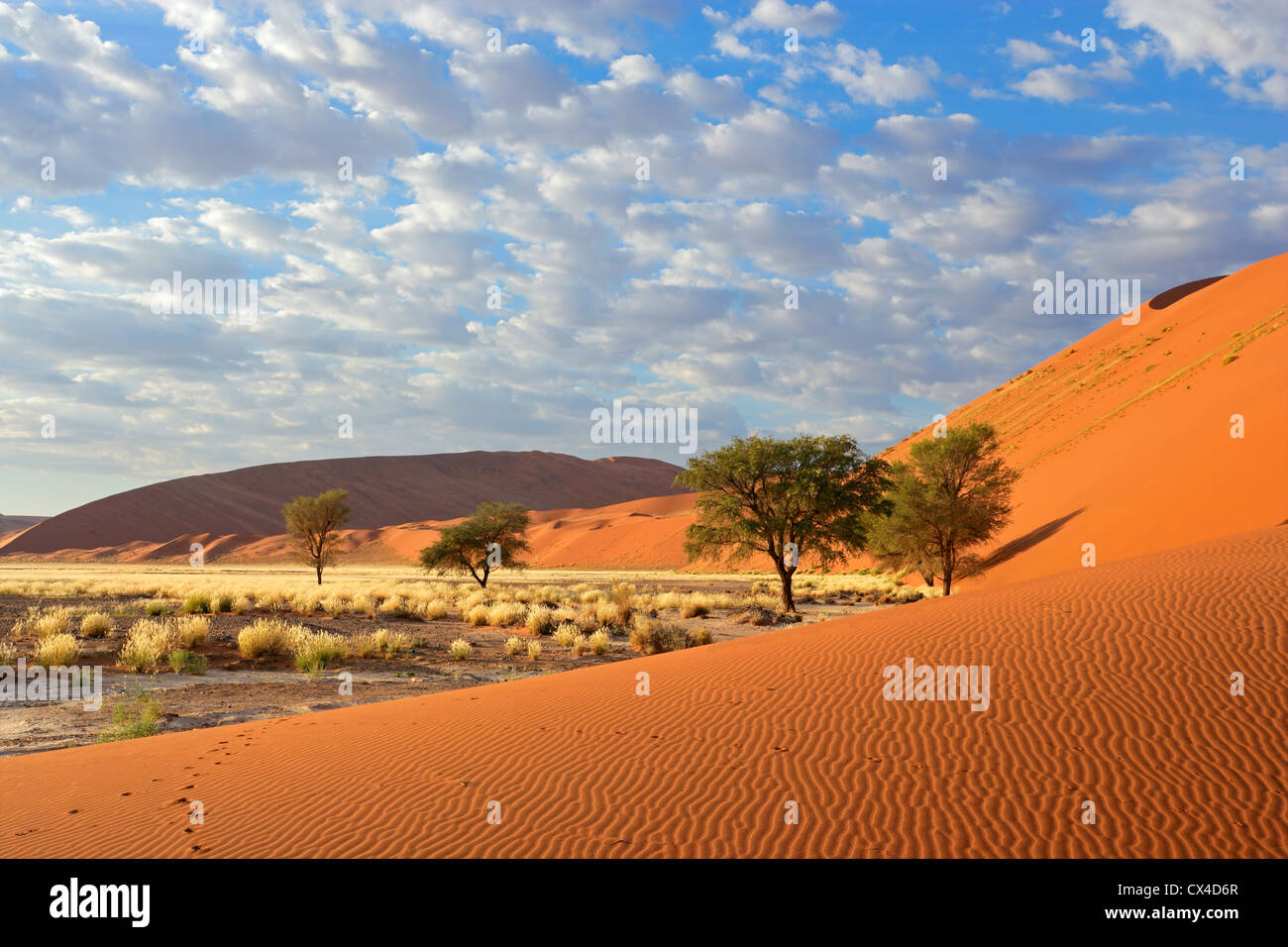 Sossusvlei paysage avec arbres d'Acacia et de dunes de sable rouge, la Namibie, l'Afrique du Sud Banque D'Images