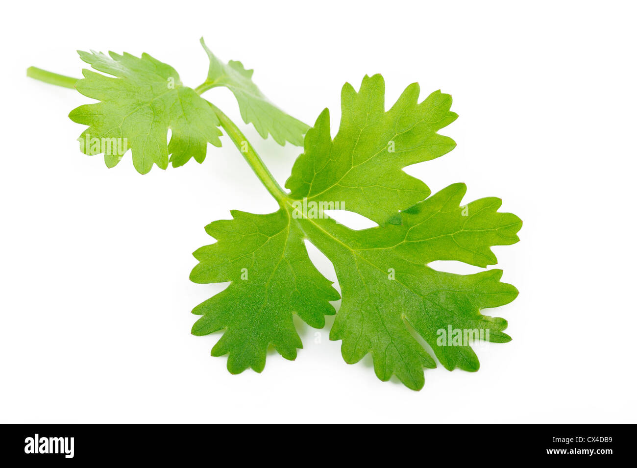 La coriandre on white Banque D'Images