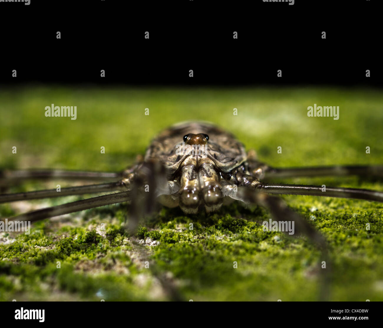 Spider, Dicranopalpus ramosus Harvestman, reposant dans sa posture caractéristique avec ses jambes tendus (vue de face) Banque D'Images Spider, Dicranopalpus ramosus Harvestman, reposant dans sa posture caractéristique avec ses jambes tendus (vue de face) Banque D'Images