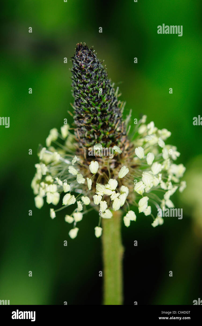 Une fleur sauvage plantain lancéole UK Banque D'Images