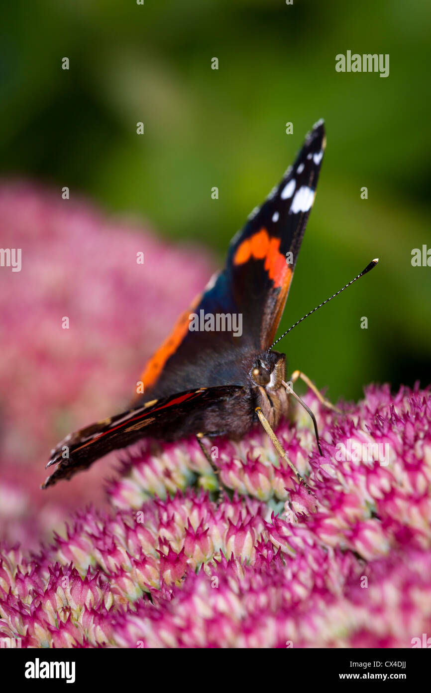 Papillon vulcain (Vanessa atalanta) sur la rose fleur de jardin stonecrop succulentes (sedum) boire le nectar. Banque D'Images