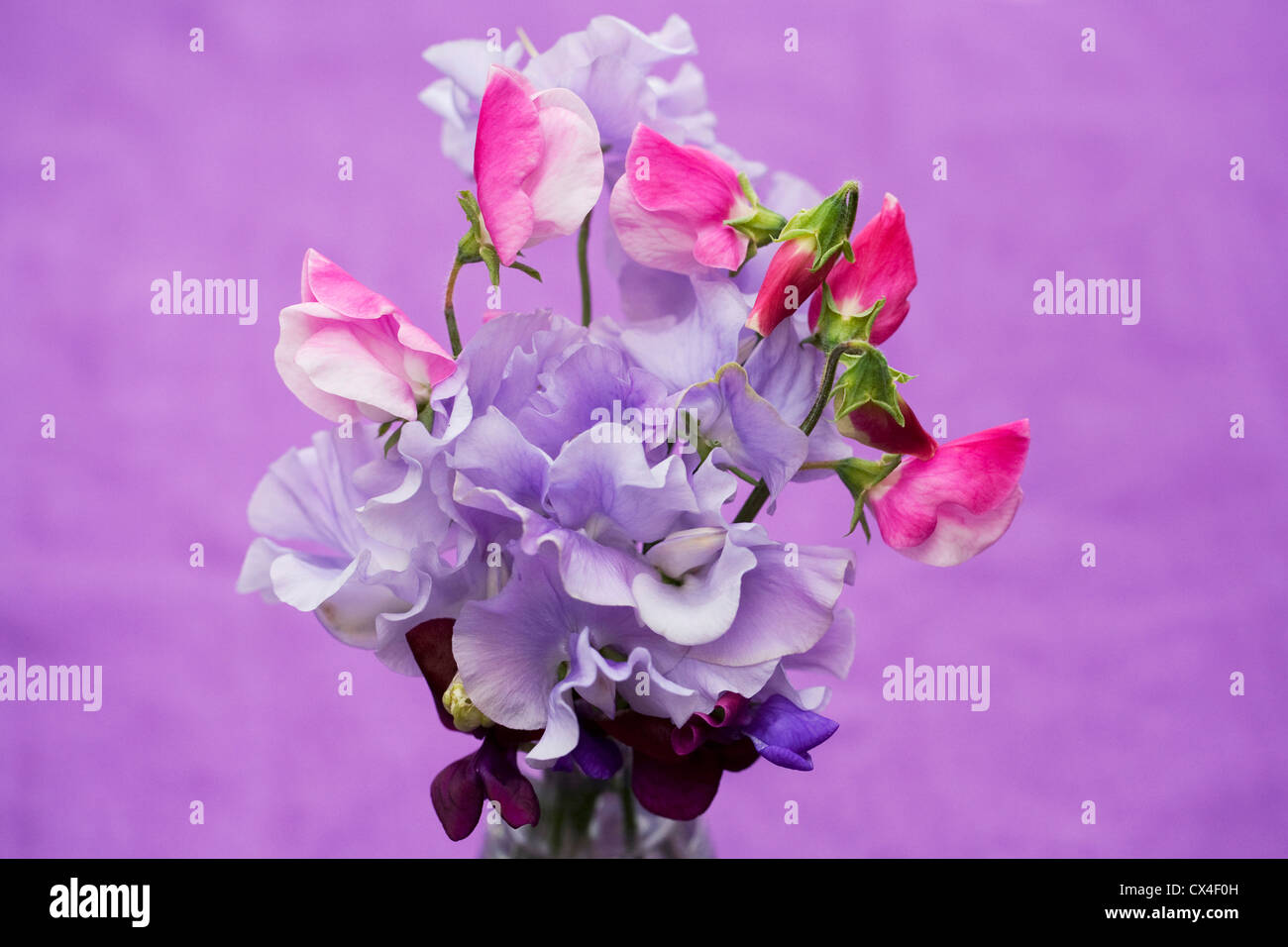 Lathyrus odoratus. Pois de fleurs dans un vase en verre sur un fond lilas. Banque D'Images