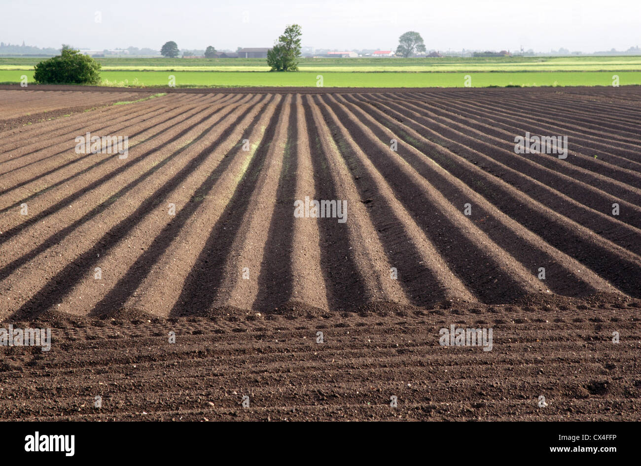 Vue sur le champ de pommes de terre, Chatteris, Cambridgeshire Fens, England, UK Banque D'Images