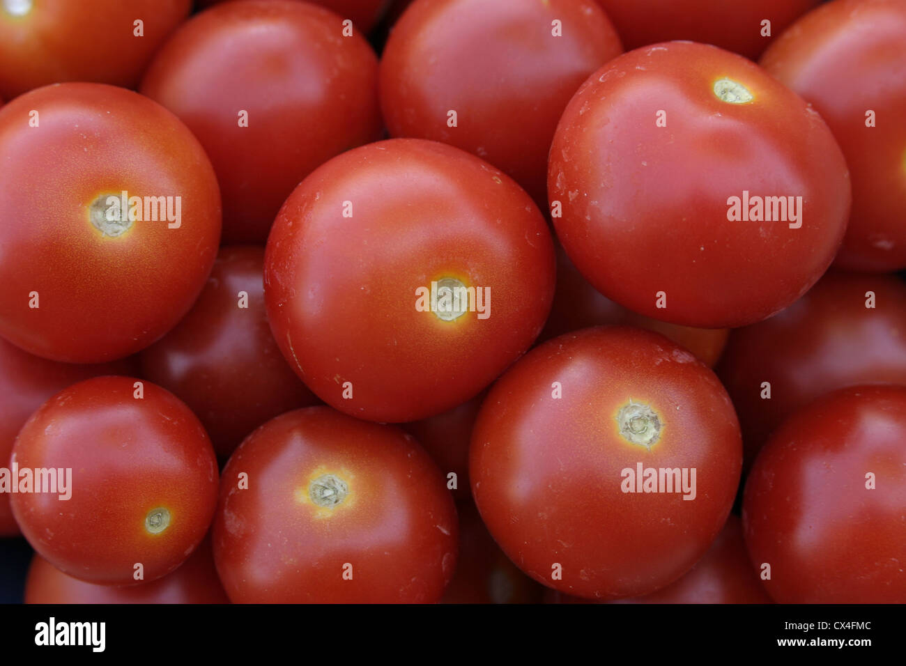 Photo : Steve Race - Alicante fraîchement cueillis (variété) tomate (Lycopersicon esculentum). Banque D'Images