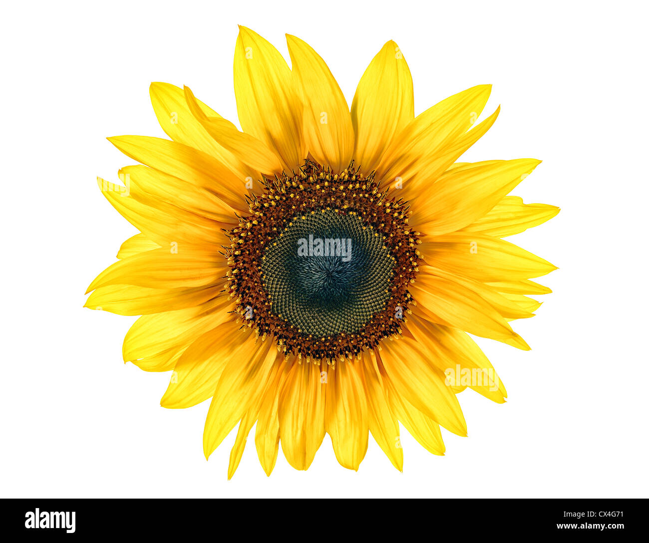 Sun flower isolated on white Banque D'Images