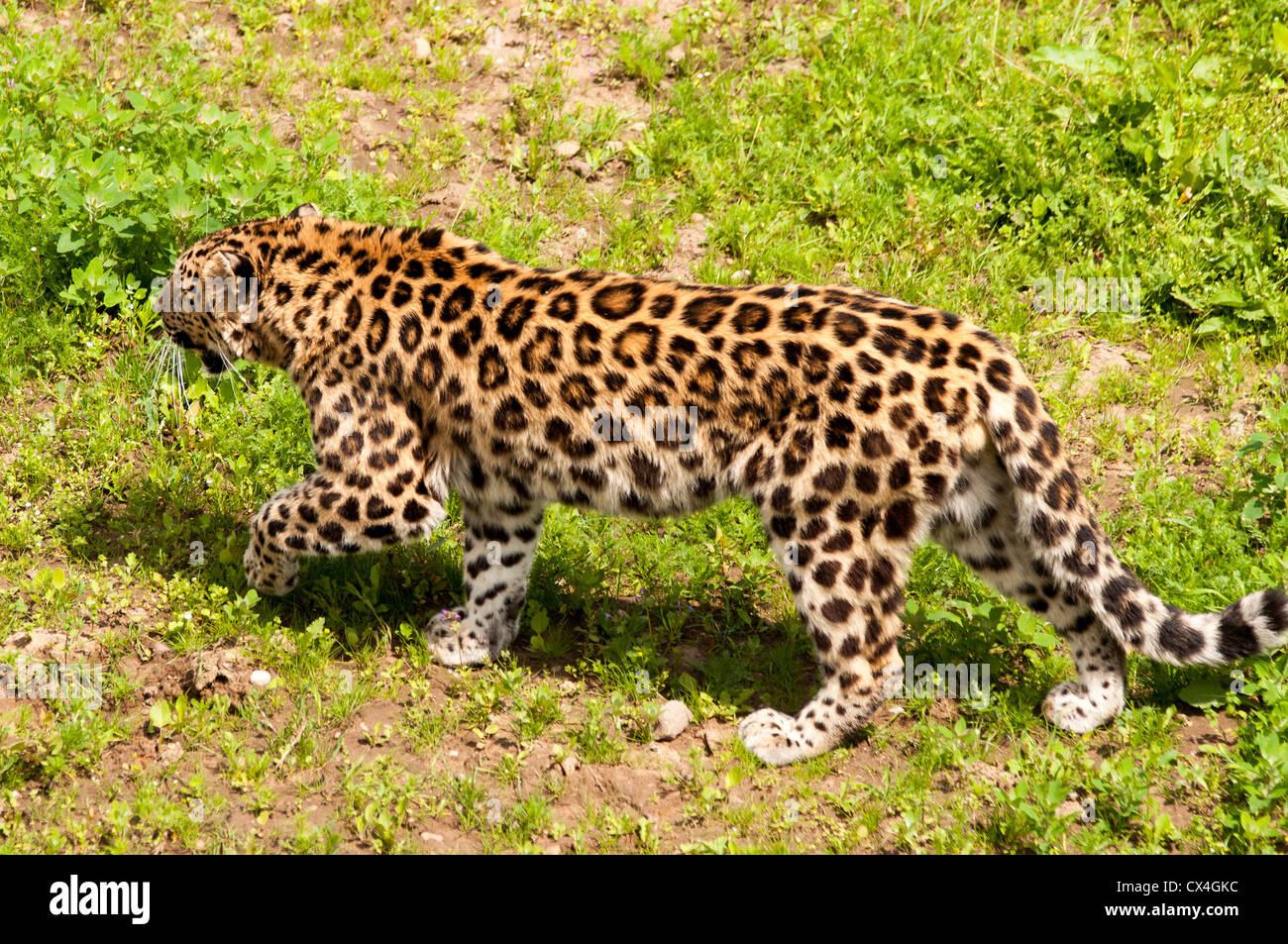 Une panthère marchant dans l'herbe Banque D'Images