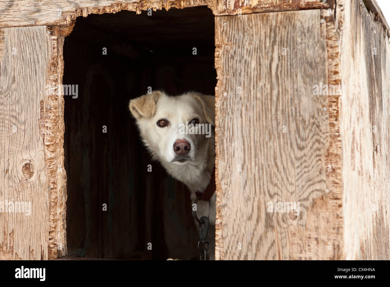 Chenil de chiens de traîneau en contreplaqué - multiplex Banque D'Images