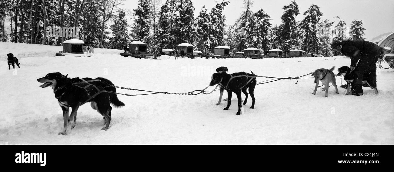 Équipe de traîneau à chiens Banque D'Images