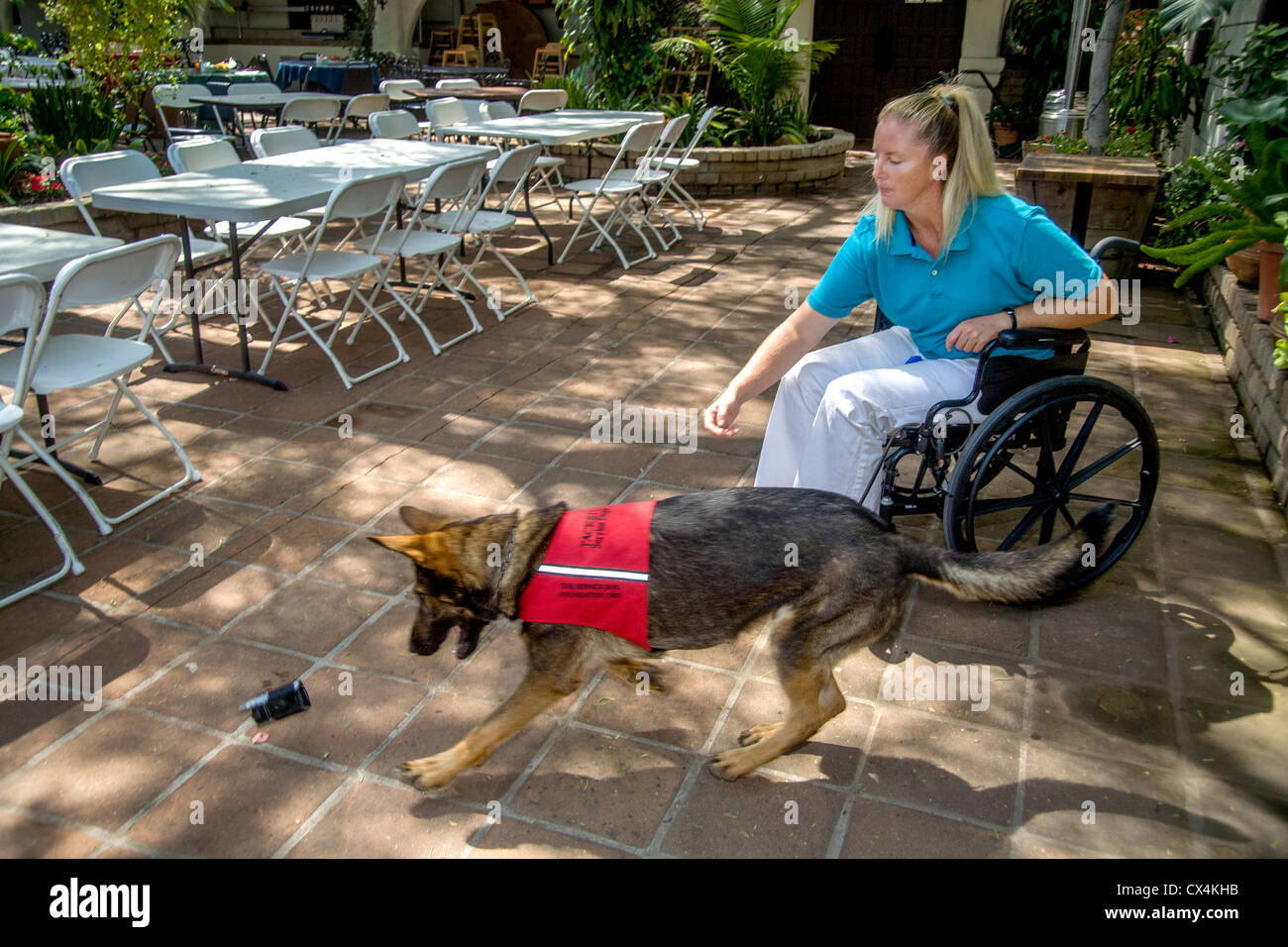 Un chien récupère un téléphone cellulaire pour son propriétaire handicapés à Orange, CA. Banque D'Images