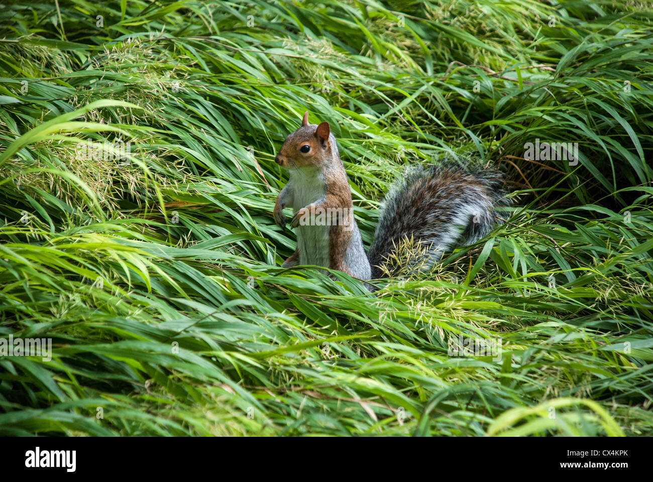 L'écureuil gris Sciurus carolinensis, debout, dans l'herbe verte, Washington Square Park, États-Unis Banque D'Images