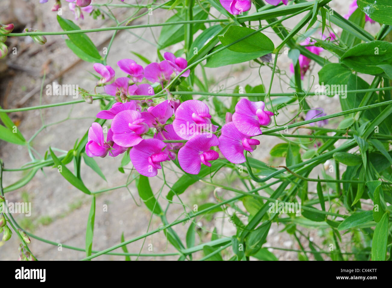 Fleurs de pois sucré éternelle Lathyrus latifolius. Banque D'Images