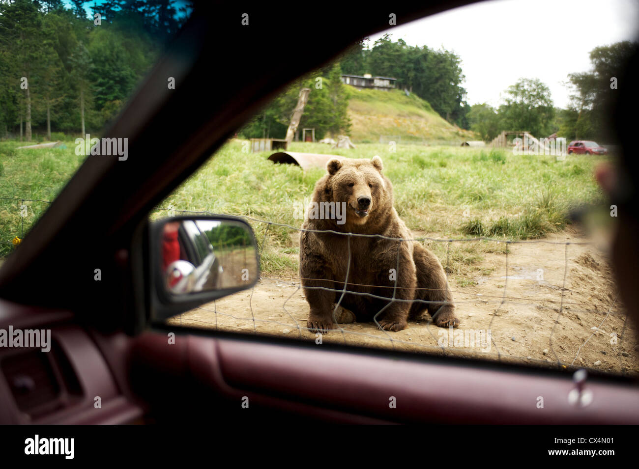 Grizzly Kodiak. Le jeu olympique ferme. Sequiem, Olympic Peninsula, Washington State, USA Banque D'Images