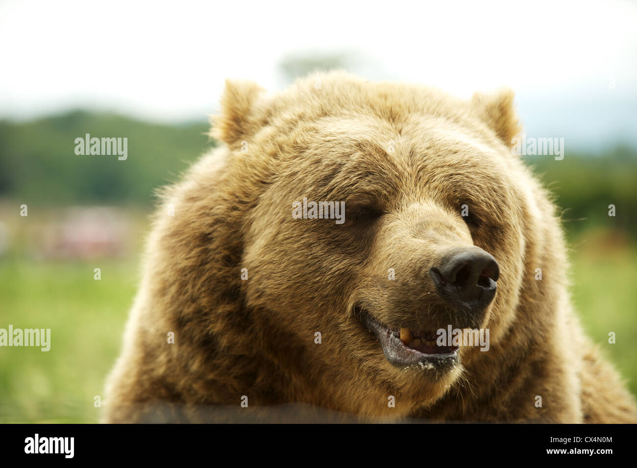 Grizzly Kodiak. Le jeu olympique ferme. Sequiem, Olympic Peninsula, Washington State, USA Banque D'Images