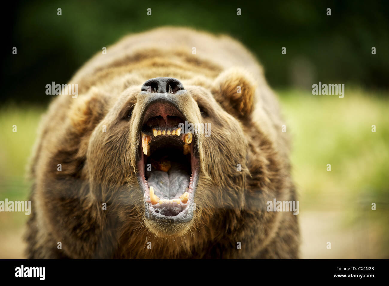 Grizzly Kodiak. Le jeu olympique ferme. Sequiem, Olympic Peninsula, Washington State, USA Banque D'Images